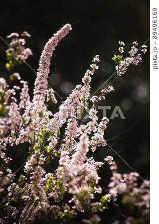 春光に輝く、ベニバナユキヤナギの花 89496169
