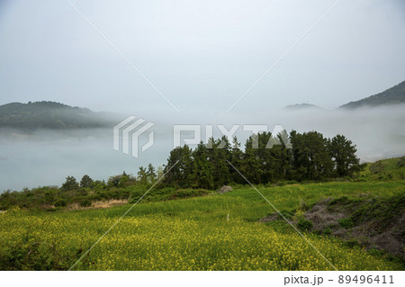 莞島郡 風景 景色 89496411