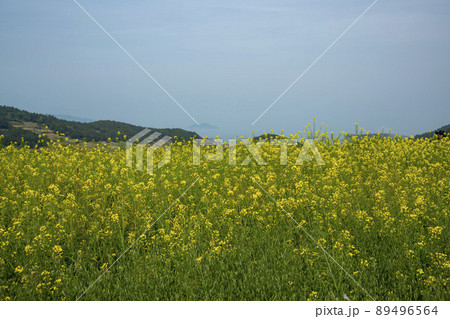 莞島郡 風景 景色 89496564