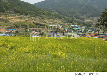 風景 菜種 清算 89496580