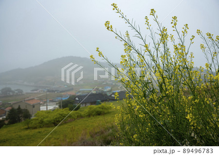 莞島郡 風景 景色 89496783