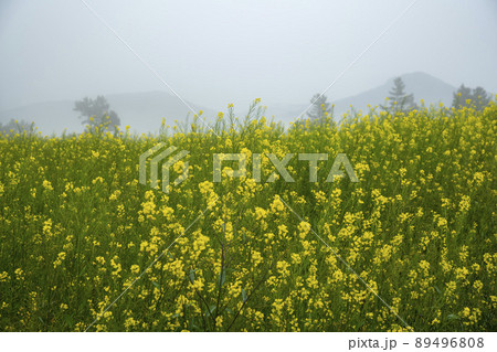 莞島郡 風景 景色 89496808