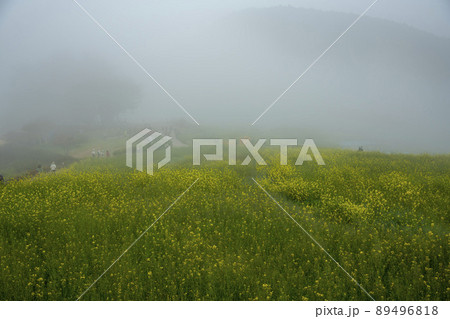 莞島郡 風景 景色 89496818