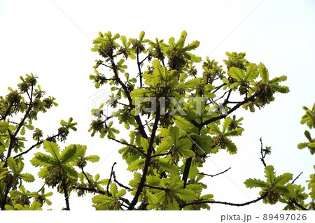 雄花をいっぱいつけたカシワの樹 雄花をいっぱいつけたカシワの樹 89497026