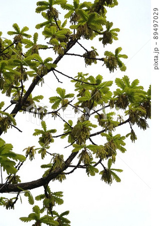 雄花をいっぱいつけたカシワの樹 雄花をいっぱいつけたカシワの樹 89497029