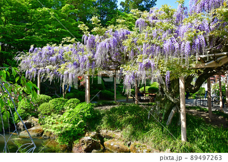 宮城県 岩沼市 金蛇水神社 九龍の藤 宮城県 岩沼市 金蛇水神社 九龍の藤 89497263