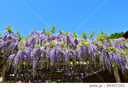 宮城県　岩沼市　金蛇水神社　九龍の藤 89497265