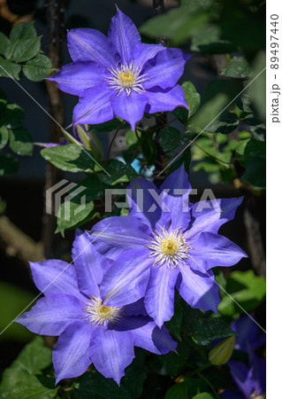 こどものくにを彩る花たち こどものくにを彩る花たち 89497440