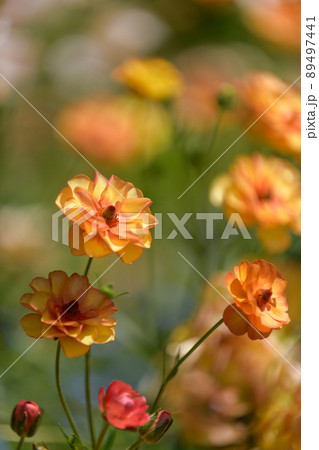 こどものくにを彩る花たち こどものくにを彩る花たち 89497441