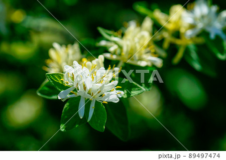 瓢箪木の花 89497474