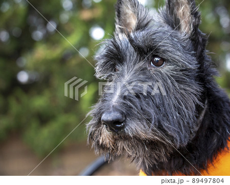 スコティッシュテリアの顔 89497804