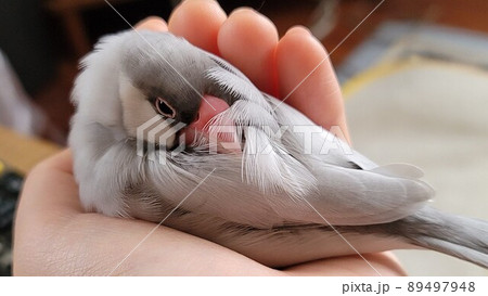 手の中で眠るシルバー文鳥の写真素材 [89497948] - PIXTA