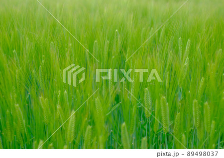 麦畑 89498037