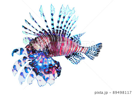 背景透明のカサゴのイラスト素材 [89498117] - PIXTA