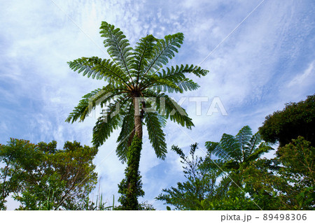 【奄美大島】ヒカゲヘゴ 【奄美大島】ヒカゲヘゴ 89498306