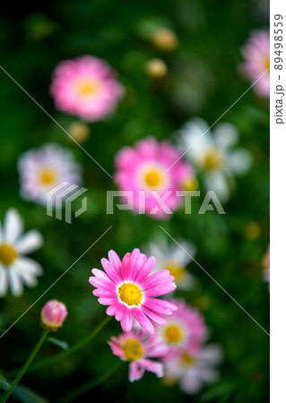 春のフローランテ宮崎 89498559