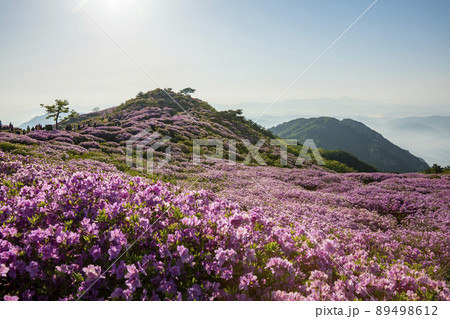 山 花 ツツジ 89498612