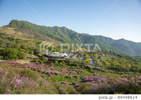 山 花 ツツジ 89498624
