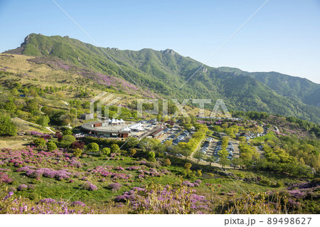 山 花 ツツジ 89498627