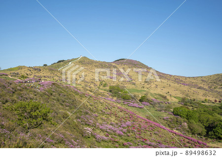山 花 ツツジ 89498632