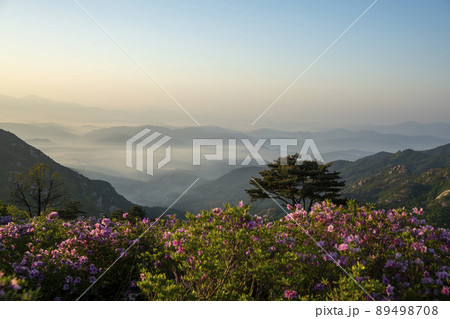 風景 山 ツツジ 89498708