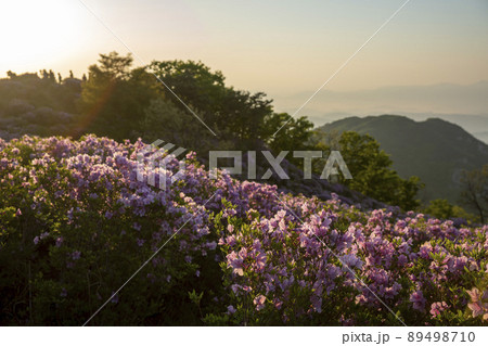 山 花 ツツジ 89498710
