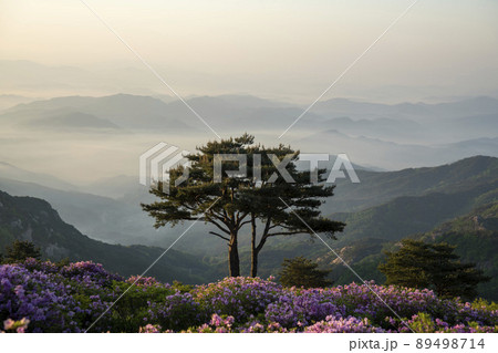 山 花 ツツジ 89498714