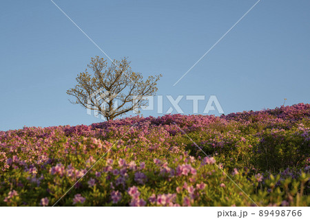 山 花 ツツジ 89498766