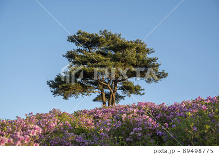 山 花 ツツジ 89498775