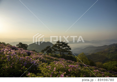 山 花 ツツジ 89498780