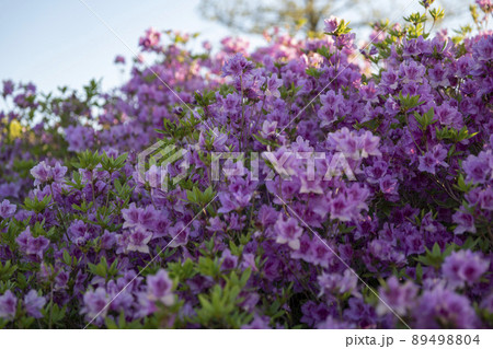 花 ツツジ 植物 89498804