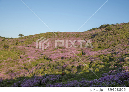 山 花 ツツジ 89498806