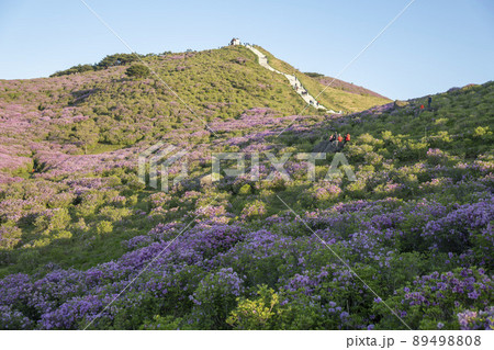 山 花 ツツジ 89498808