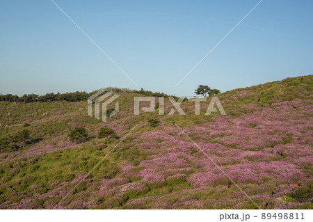 山 花 ツツジ 89498811