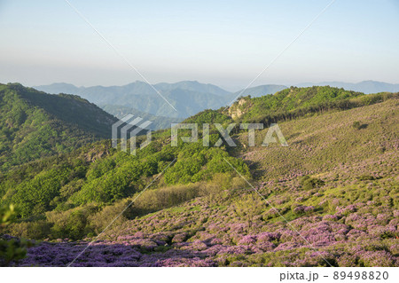山 花 ツツジ 89498820