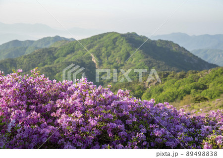 山 花 ツツジ 89498838