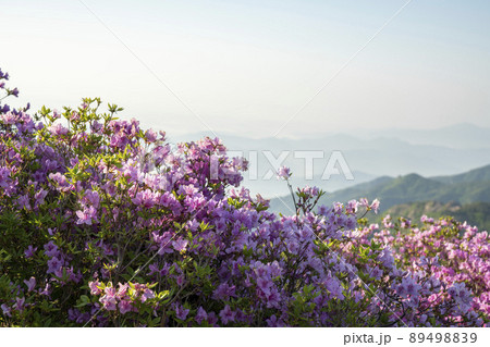 山 花 ツツジ 89498839
