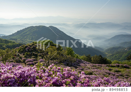 山 花 ツツジ 89498853