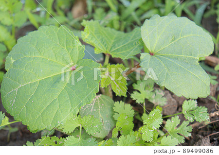 green colored lady finger on tree in firm for harvest green colored lady finger on tree in firm for harvest 89499086