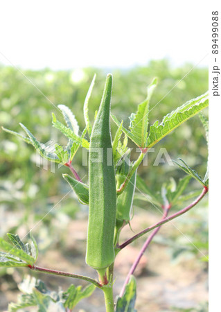 green colored lady finger on tree in firm for harvest 89499088