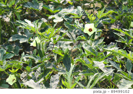 green colored lady finger on tree in firm for harvest 89499102