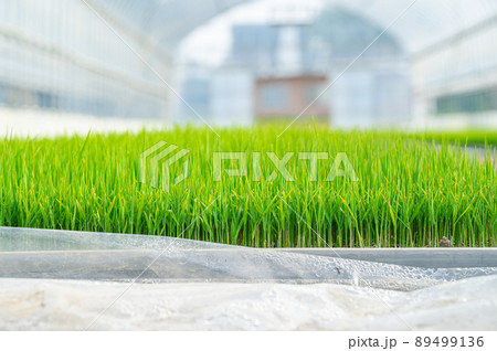 ハウスで育つ稲の苗 ハウスで育つ稲の苗 89499136