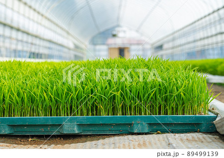 ハウスで育つ稲の苗 89499139
