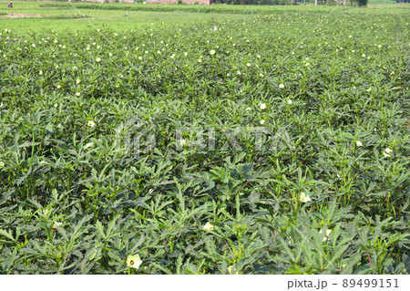 green colored lady finger on tree in firm for harvest 89499151