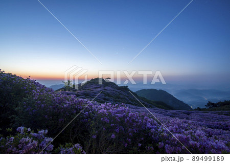 山 花 ツツジ 89499189