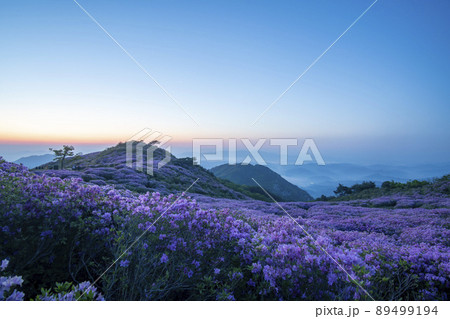 山 花 ツツジ 89499194