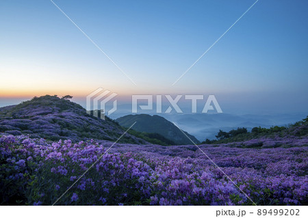 風景 山 ツツジ 89499202