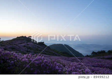 山 花 ツツジ 89499212
