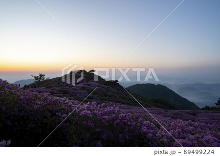 山 花 ツツジ 89499224