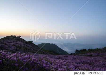 山 花 ツツジ 89499225